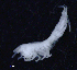  ( - 7-9S_Oedi5_2012_5)  @11 [ ] CreativeCommons  Attribution Non-Commercial Share-Alike (2021) Anna Jazdzewska University of Lodz, Dept of Invertebrate Zoology and Hydrobiology