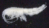  ( - 7-9S_Oedi7_2012_2)  @11 [ ] CreativeCommons  Attribution Non-Commercial Share-Alike (2021) Anna Jazdzewska University of Lodz, Dept of Invertebrate Zoology and Hydrobiology