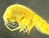  ( - 7-9S_Stil1_2012_3)  @11 [ ] CreativeCommons  Attribution Non-Commercial Share-Alike (2021) Anna Jazdzewska University of Lodz, Dept of Invertebrate Zoology and Hydrobiology