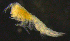  ( - 7-9S_Syno10_2012_3)  @11 [ ] CreativeCommons  Attribution Non-Commercial Share-Alike (2021) Anna Jazdzewska University of Lodz, Dept of Invertebrate Zoology and Hydrobiology