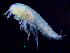  ( - 7-9S_Syno3_2012_5)  @11 [ ] CreativeCommons  Attribution Non-Commercial Share-Alike (2021) Anna Jazdzewska University of Lodz, Dept of Invertebrate Zoology and Hydrobiology