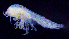  ( - 7-9S_Syno3_2012_6)  @11 [ ] CreativeCommons  Attribution Non-Commercial Share-Alike (2021) Anna Jazdzewska University of Lodz, Dept of Invertebrate Zoology and Hydrobiology