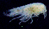  ( - 7-9S_Syno3_2012_7)  @11 [ ] CreativeCommons  Attribution Non-Commercial Share-Alike (2021) Anna Jazdzewska University of Lodz, Dept of Invertebrate Zoology and Hydrobiology