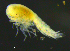  ( - 7-9S_Syno4_2012_1)  @11 [ ] CreativeCommons  Attribution Non-Commercial Share-Alike (2021) Anna Jazdzewska University of Lodz, Dept of Invertebrate Zoology and Hydrobiology