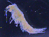  (unclassified Cyphocarididae - 8-9S_Cyph2_2012_1)  @11 [ ] CreativeCommons  Attribution Non-Commercial Share-Alike (2021) Anna Jazdzewska University of Lodz, Dept of Invertebrate Zoology and Hydrobiology