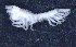  ( - 8-9S_Oedi5_2012_1)  @11 [ ] CreativeCommons  Attribution Non-Commercial Share-Alike (2021) Anna Jazdzewska University of Lodz, Dept of Invertebrate Zoology and Hydrobiology