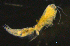  ( - 8-9S_Syno10_2012_2)  @11 [ ] CreativeCommons  Attribution Non-Commercial Share-Alike (2021) Anna Jazdzewska University of Lodz, Dept of Invertebrate Zoology and Hydrobiology