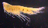  (SynopiidaeAJ sp. 2 - 8-9S_Syno2_2012_1)  @11 [ ] CreativeCommons  Attribution Non-Commercial Share-Alike (2021) Anna Jazdzewska University of Lodz, Dept of Invertebrate Zoology and Hydrobiology