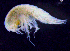  ( - 8-9S_Syno3_2012_3)  @11 [ ] CreativeCommons  Attribution Non-Commercial Share-Alike (2021) Anna Jazdzewska University of Lodz, Dept of Invertebrate Zoology and Hydrobiology