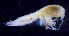  ( - 8-9S_Syno3_2012_4)  @11 [ ] CreativeCommons  Attribution Non-Commercial Share-Alike (2021) Anna Jazdzewska University of Lodz, Dept of Invertebrate Zoology and Hydrobiology