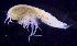  ( - 8-9S_Syno3_2012_5)  @11 [ ] CreativeCommons  Attribution Non-Commercial Share-Alike (2021) Anna Jazdzewska University of Lodz, Dept of Invertebrate Zoology and Hydrobiology