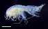  ( - 8-9S_Syno3_2012_8)  @11 [ ] CreativeCommons  Attribution Non-Commercial Share-Alike (2021) Anna Jazdzewska University of Lodz, Dept of Invertebrate Zoology and Hydrobiology