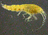  ( - 9-9S_Oedi5_2012_3)  @11 [ ] CreativeCommons  Attribution Non-Commercial Share-Alike (2021) Anna Jazdzewska University of Lodz, Dept of Invertebrate Zoology and Hydrobiology