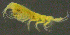  ( - 9-9S_Oedi5_2012_4)  @11 [ ] CreativeCommons  Attribution Non-Commercial Share-Alike (2021) Anna Jazdzewska University of Lodz, Dept of Invertebrate Zoology and Hydrobiology