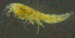  ( - 9-9S_Oedi5_2012_5)  @11 [ ] CreativeCommons  Attribution Non-Commercial Share-Alike (2021) Anna Jazdzewska University of Lodz, Dept of Invertebrate Zoology and Hydrobiology