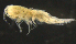  ( - 9-9S_Syno10_2012_3)  @11 [ ] CreativeCommons  Attribution Non-Commercial Share-Alike (2021) Anna Jazdzewska University of Lodz, Dept of Invertebrate Zoology and Hydrobiology