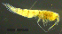  ( - 9-9S_Syno5_2012_2)  @11 [ ] CreativeCommons  Attribution Non-Commercial Share-Alike (2021) Anna Jazdzewska University of Lodz, Dept of Invertebrate Zoology and Hydrobiology