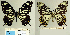  (Papilio benguetana - DNAcdb 0117)  @11 [ ] by-nc (2020) Dino Della Bruna Dino Della Bruna