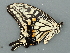  (Papilio xuthus - Fhsu_06)  @11 [ ] by-nc (2023) Frank Hsu Unspecified
