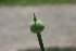  (Allium giganteum - UNKAR4536)  @11 [ ] CreativeCommons - Attribution Non-Commercial (2014) Unspecified Karlsruhe Institute of Technology, Botanical Garden