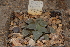  (Haworthia mutica var. mutica - BHD102)  @11 [ ] Unspecified (default): All Rights Reserved  Unspecified Unspecified