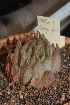  (Haworthia reticulata - BHD119)  @11 [ ] Unspecified (default): All Rights Reserved  Unspecified Unspecified