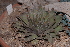  (Haworthia decipiens - BHD132)  @11 [ ] Unspecified (default): All Rights Reserved  Unspecified Unspecified