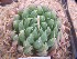  (Haworthia decipiens var. pringlei - BHD196)  @11 [ ] Unspecified (default): All Rights Reserved  ©Bruce Bayer Unspecified