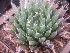  (Haworthia bolusii var. blackbeardiana - BHD208)  @11 [ ] Unspecified (default): All Rights Reserved  ©Bruce Bayer Unspecified