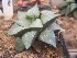  (Haworthia emelyae var. comptoniana - BHD220)  @11 [ ] Unspecified (default): All Rights Reserved  ©Bruce Bayer Unspecified