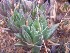  (Haworthia mirabilis var. calcarea - BHD232)  @11 [ ] Unspecified (default): All Rights Reserved  ©Bruce Bayer Unspecified