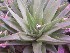  (Haworthia angustifolia - BHD234)  @13 [ ] Unspecified (default): All Rights Reserved  ©Bruce Bayer Unspecified