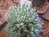  (Haworthia herbacea - BHD237)  @11 [ ] Unspecified (default): All Rights Reserved  ©Bruce Bayer Unspecified