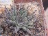  (Haworthia pubescens - BHD241)  @11 [ ] Unspecified (default): All Rights Reserved  ©Bruce Bayer Unspecified