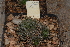  (Haworthia mirabilis var. triebneriana - BHD25)  @11 [ ] Unspecified (default): All Rights Reserved  Unspecified Unspecified