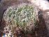  (Haworthia arachnoidea - BHD261)  @13 [ ] No Rights Reserved  Unspecified Unspecified