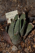  (Haworthia marginata - BHD26)  @11 [ ] Unspecified (default): All Rights Reserved  Unspecified Unspecified