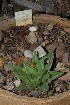  (Haworthia retusa - BHD27)  @11 [ ] Unspecified (default): All Rights Reserved  Unspecified Unspecified