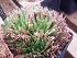  (Haworthia outeniquensis - BHD357)  @11 [ ] No Rights Reserved  Unspecified Unspecified