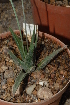  (Haworthia longiana - BHD49)  @11 [ ] Unspecified (default): All Rights Reserved  Unspecified Unspecified