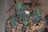  (Haworthia glauca - BHD63)  @11 [ ] Unspecified (default): All Rights Reserved  Unspecified Unspecified