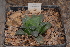  (Haworthia mutica var. nigra - BHD72)  @11 [ ] Unspecified (default): All Rights Reserved  Unspecified Unspecified