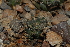  (Haworthia parksiana - BHD74)  @11 [ ] Unspecified (default): All Rights Reserved  Unspecified Unspecified