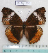  (Cymothoe heliada liberatorum - BC - Ph. O 0123)  @13 [ ] CreativeCommons - Attribution Non-Commercial Share-Alike  Philippe OREMANS Unspecified