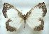 (Euliphyra leucyania - MLIB-0787)  @14 [ ] CreativeCommons - Attribution (2012) Michel Libert Centre for Biodiversity Genomics
