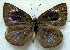  (Cephetola cameruna - MLIB-1795)  @13 [ ] CreativeCommons - Attribution (2015) Michel Libert Centre for Biodiversity Genomics