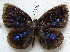  (Cephetola angusta - MLIB-1836)  @14 [ ] CreativeCommons - Attribution (2015) Michel Libert Centre for Biodiversity Genomics