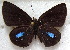  (Cephetola cf. mercedes - MLIB-1851)  @11 [ ] CreativeCommons - Attribution (2015) Michel Libert Centre for Biodiversity Genomics