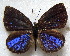  (Cephetola tanzaniensis - MLIB-1867)  @14 [ ] CreativeCommons - Attribution (2015) Michel Libert Centre for Biodiversity Genomics