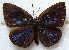  (Cephetola quentini - MLIB-1871)  @14 [ ] CreativeCommons - Attribution (2015) Michel Libert Centre for Biodiversity Genomics